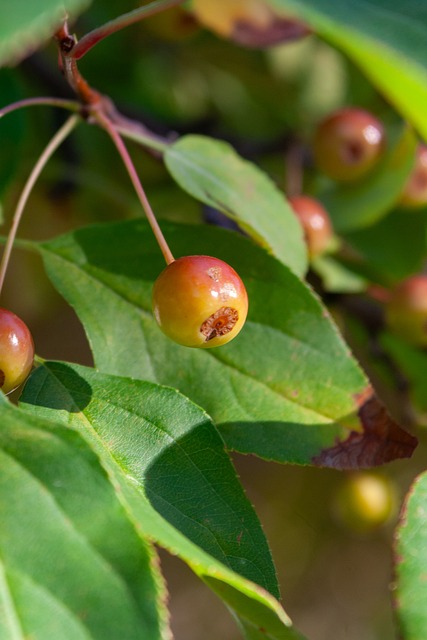 克兰的对峙 克兰的对峙