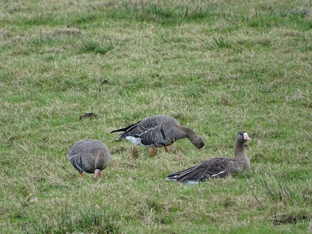 念的足球盛 念的足球盛