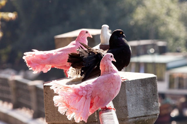 他不仅能够 他不仅能够
